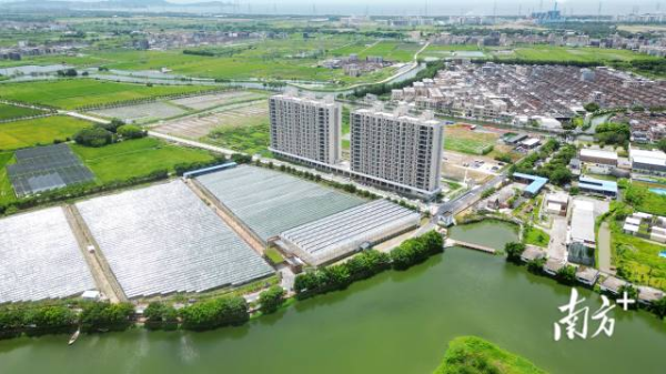 在“大党委”的联动下,潮南区陇田镇实现跨村联片开发,土地成片集约化、规模化发展。  南方+ 张伟炜 拍摄 在“大党委”的联动下,潮南区陇田镇实现跨村联片开发,土地成片集约化、规模化发展。  南方+ 张伟炜 拍摄