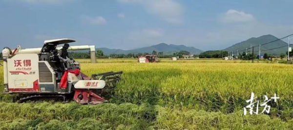 公平镇垦造水田项目获丰收。 公平镇垦造水田项目获丰收。