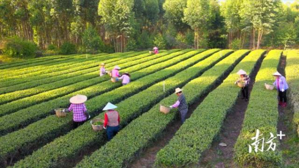 海城镇莲花茶园。 海城镇莲花茶园。