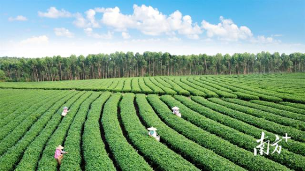 廉江市长山、良垌等镇大力发展茶叶产业。 受访者供图