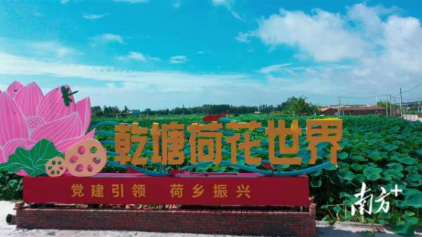 坡头区乾塘镇推进莲藕种植基地化、产业化,打造乾塘万亩荷塘现代产业园。李青远 摄