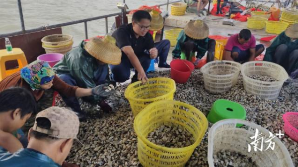 雷州市雷高镇竹下村养殖蛤蜊喜获丰收,图为村民在分拣蛤蜊。何盈 摄