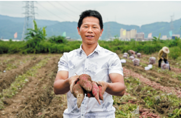 全国优秀共产党员冯顺洪:做“薯”光引路人,铺开“甜蜜”致富路.png