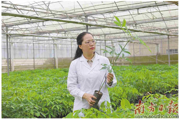 广东农垦热带作物科学研究所党总支副书记、所长谢黎黎:.jpg