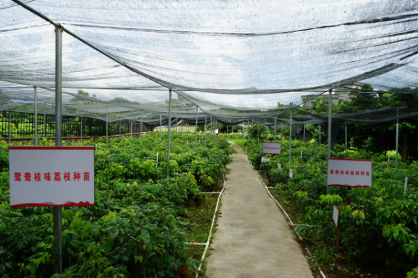 官圩镇胜敢村委会荔枝苗圃园。通讯员 供图