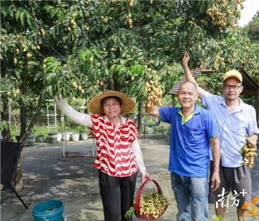 钟落潭镇龙岗村鸡心黄皮种植果园。