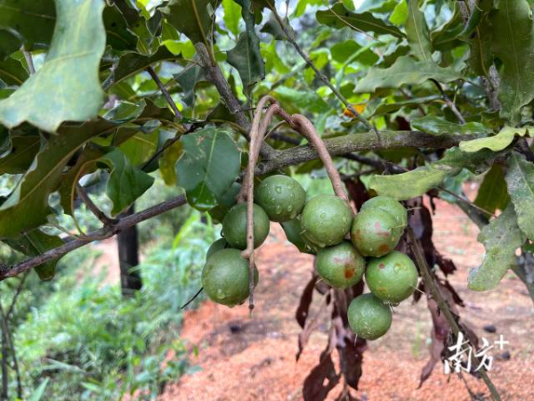 双上村种植的坚果。河口街道办供图